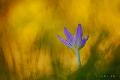 szi kikerics (Colchicum autumnale) - Brzsny, 2011