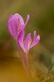 Homoki kikerics (Colchicum arenarium) - Szdliget, 2014