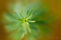 Pusztai kutyatej (Euphorbia seguieriana) - Szada, 2014
