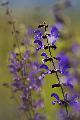 Mezei zslya (Salvia pratensis) - Csobotfalva, 2013